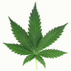 HEMP Party