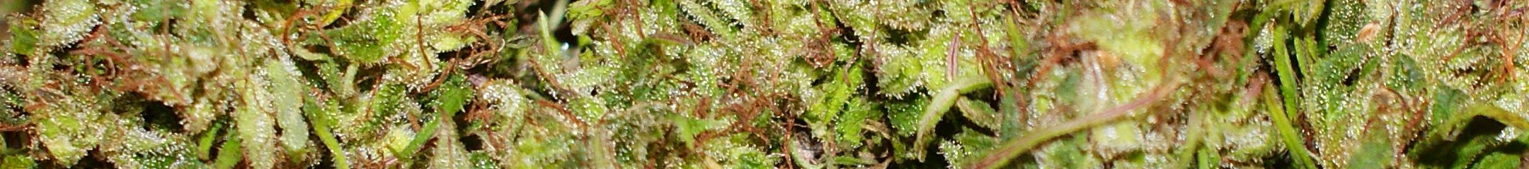 trichome banner