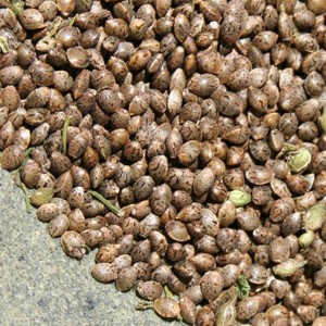 hemp-seeds-2