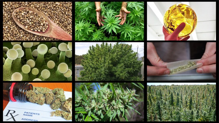 multihemp1