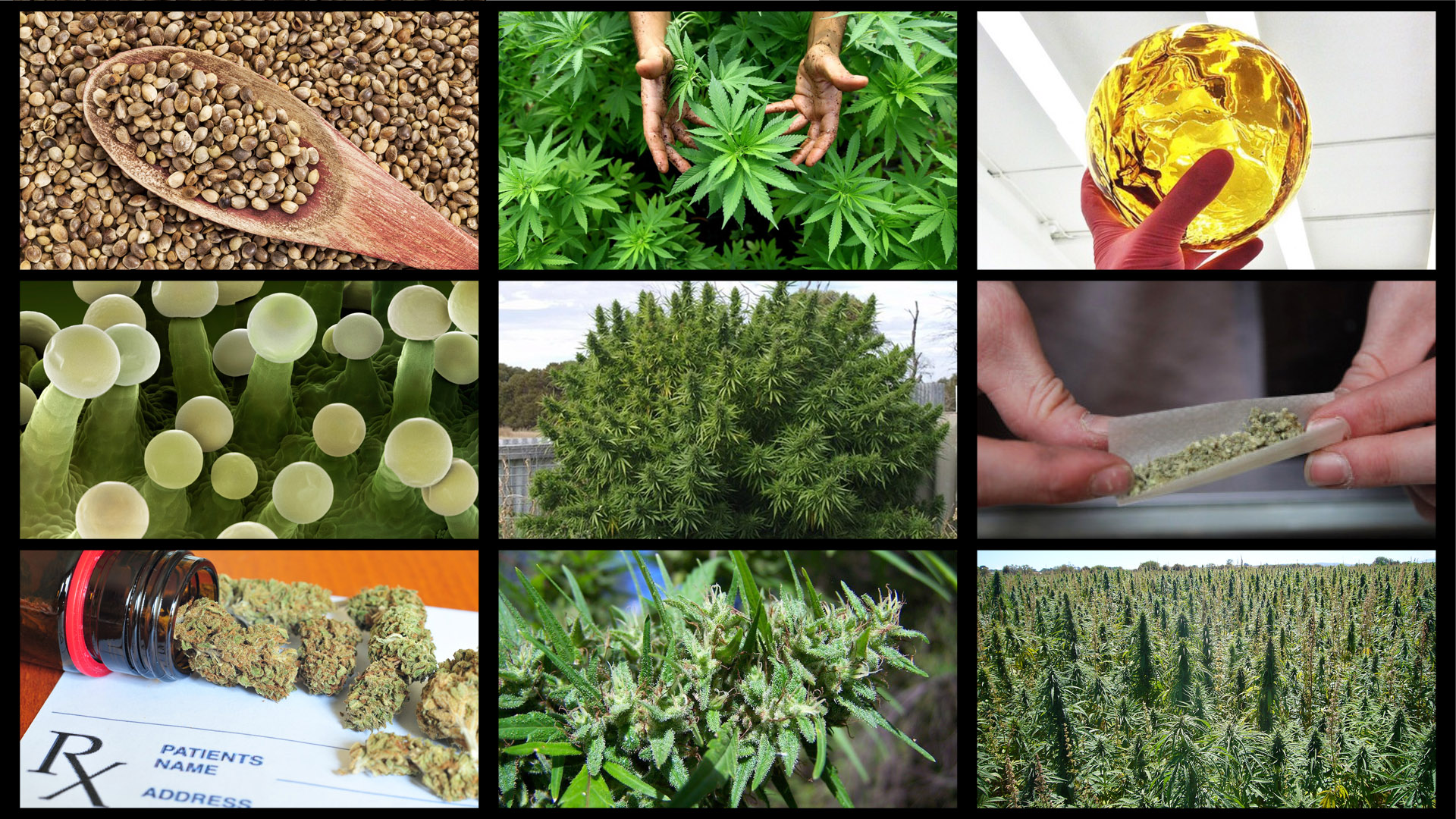 multihemp1