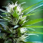 Cannabis flower