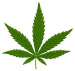 marijuana-leaf
