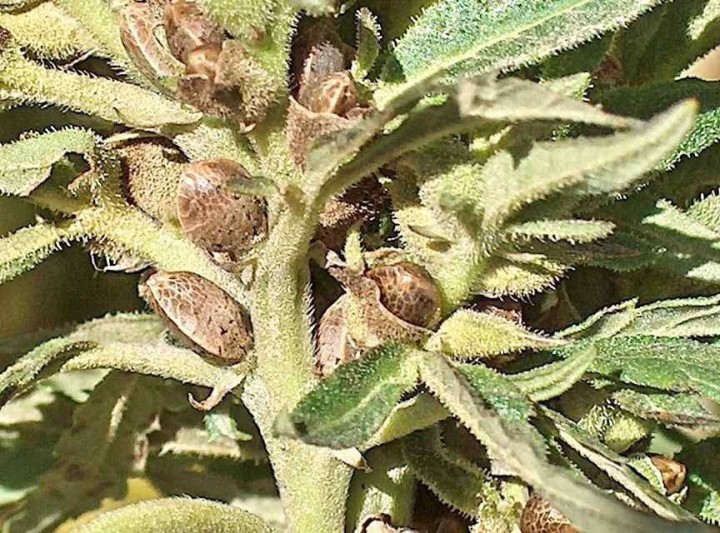 Cannabis-with-seed