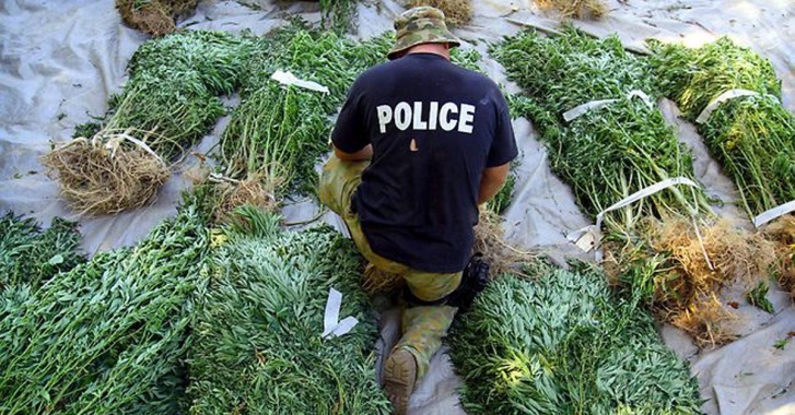 confiscated-cannabis